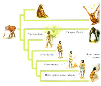 clasificacion de los animales. clasificacion de los animales. clasificacion de los animales.