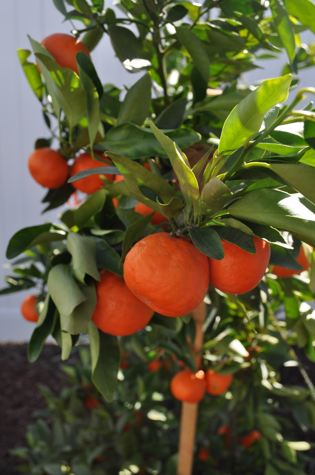 Tangerines Tangerine benefits, Tangerine, Healthy fruits