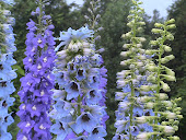 Dazzling Delphiniums