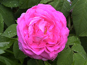 "Shrub Rose"