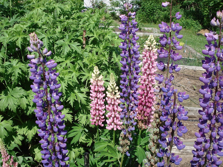 A variety of "Lupins"