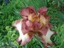 Burgundy and Cream Hybrid Iris