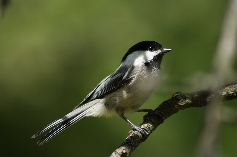 Green Bay Daily Photo: Black and White Bird