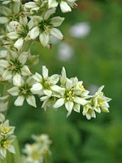 Herbal Therapy of Tumors by "Corn Lily", a Source of "Cyclopamine"