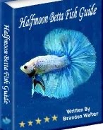 Click To See Halfmoon Betta Fish Guide