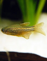 Ryba akwariowa Danio Lamparcie