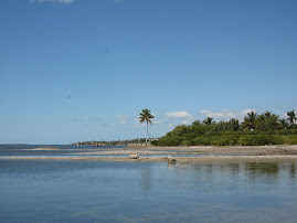 Pine Island Pineland Palm
