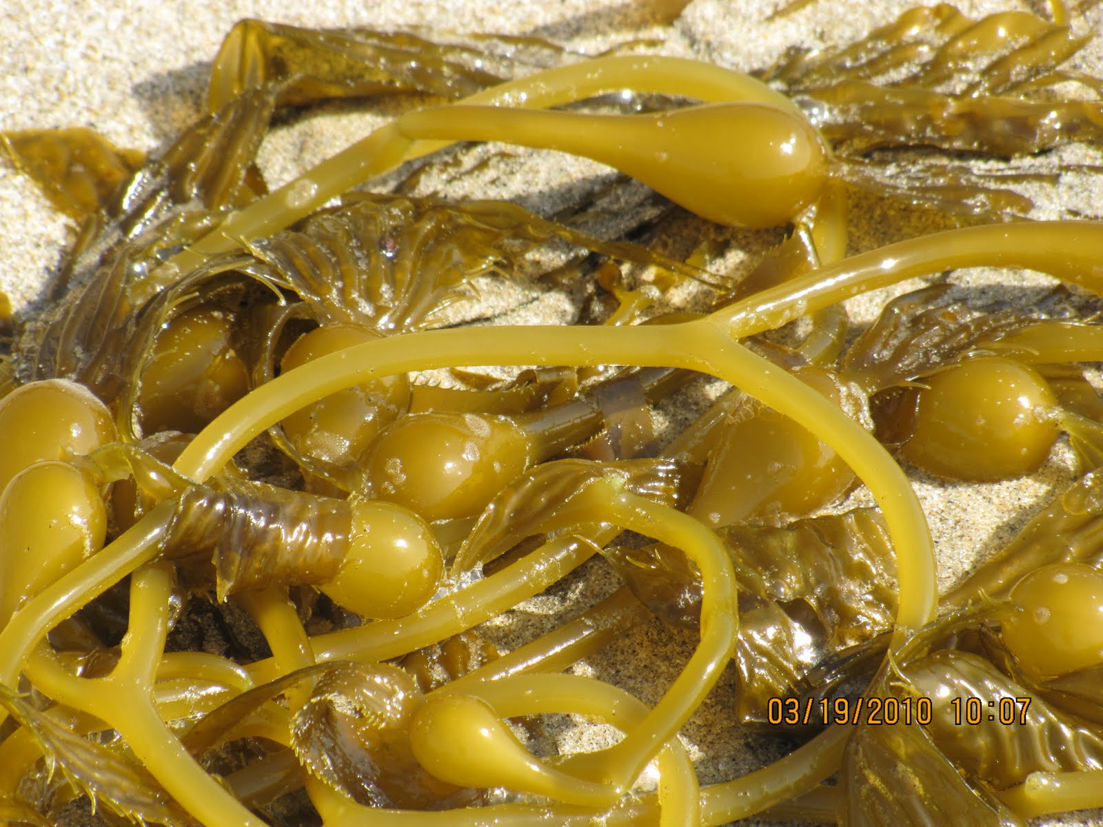 [Carbon+Beach+kelp+mostly+039.JPG]