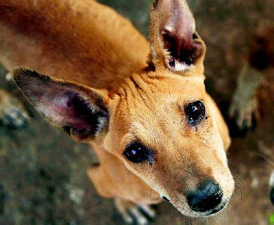 Stray Dogs Mumbai