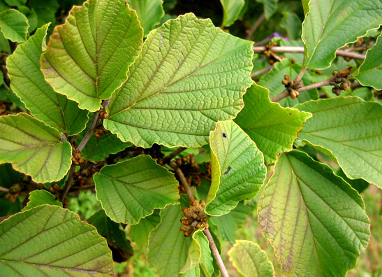 [hammamelis-primavera2_lg.jpg]