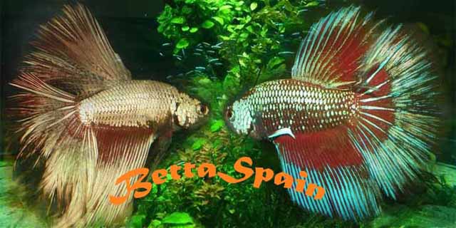 BettaSpain