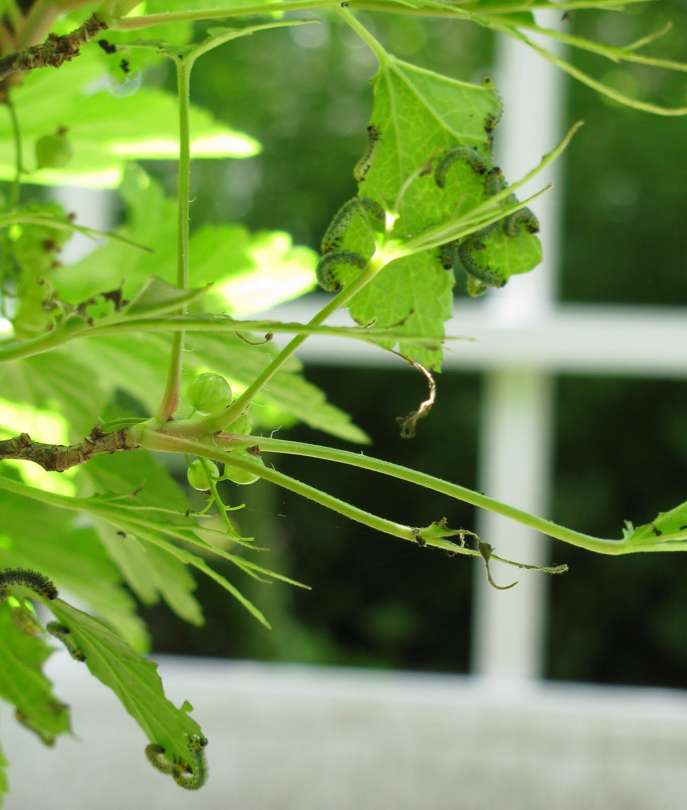 Gardeningbren in Nova Scotia Bugs!