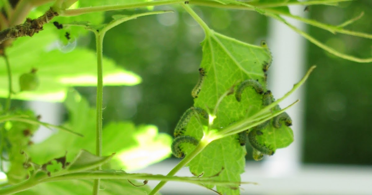 Gardeningbren in Nova Scotia Bugs!