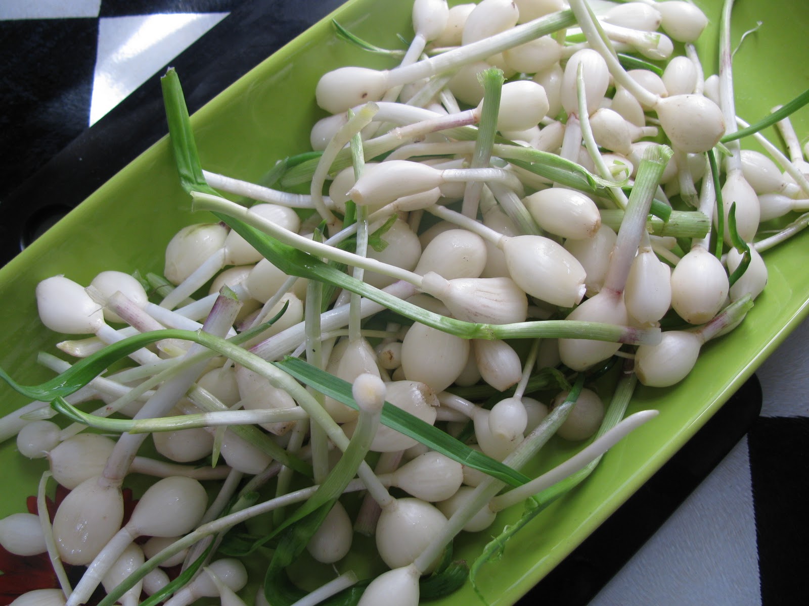 Gardeningbren in Nova Scotia Harvesting Garlic