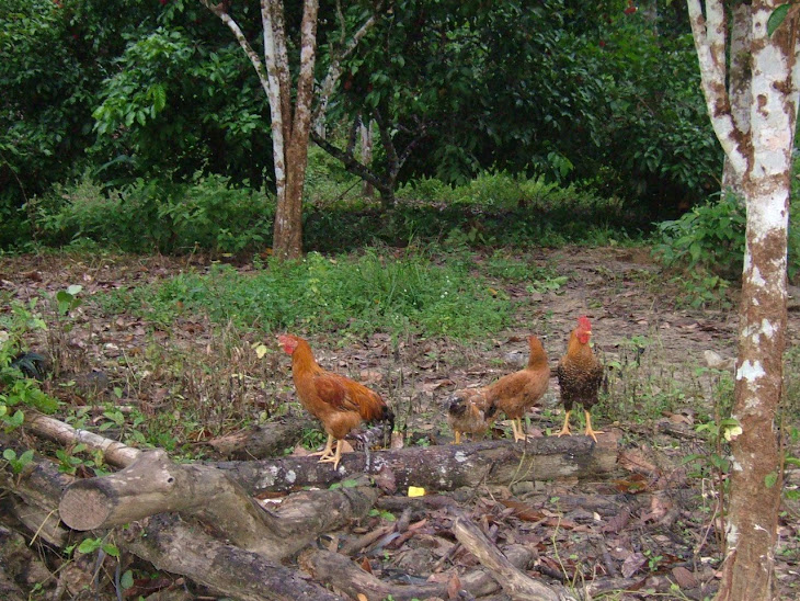 Ayam Kampung