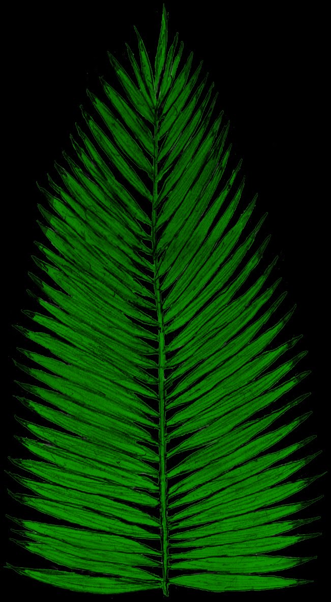 Palm Alpha