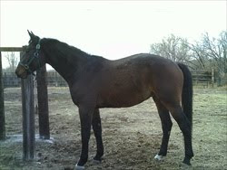 Roached Back Horse
