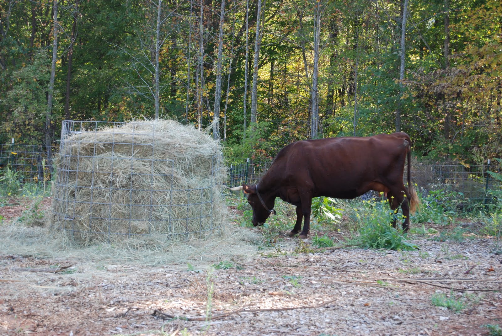 virginiaisforlykoshes Nurse Cow and Babies