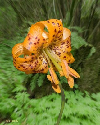 and tiger lily bouquet. pink tiger lily bouquet. and tiger lily bouquet.