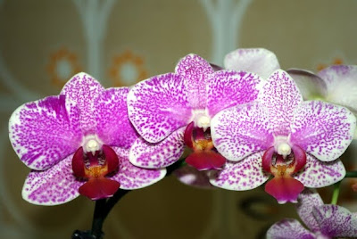 Phalaenopsis