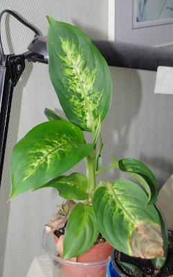 Dieffenbachia