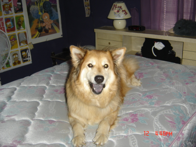 a large buff colored dog lying on a bed, facing the camera, with mouth open. One could objectively say that this dog is grinning.