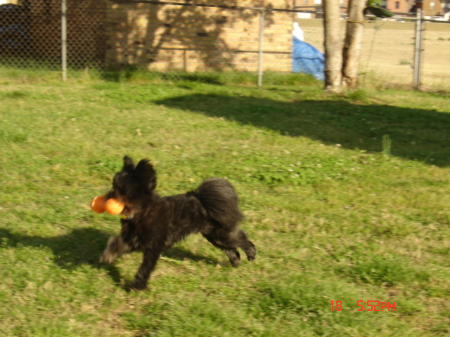 a black dog running across a yard, with a big yellow toy in his mouth