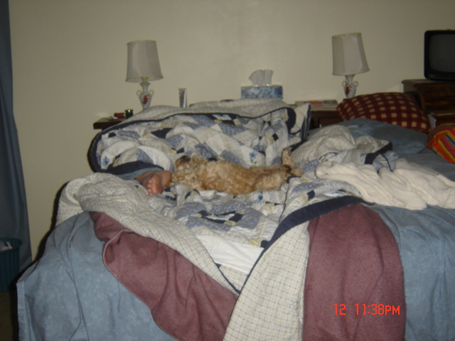 Wickett, a small buff coloured dog, sprawled out on a bed. A foot is emerging from under a pile of covers to the left of the image.
