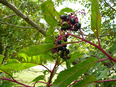 Dogwood+tree+berries+poisonous+humans