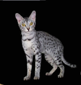 Serengeti Cat
