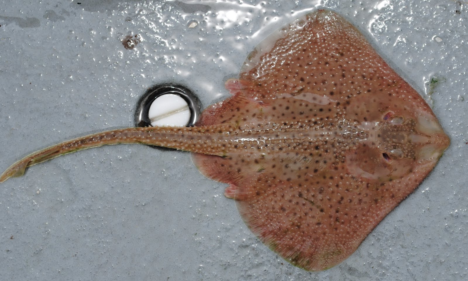 Sea Skate