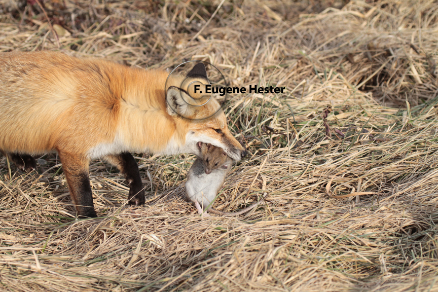 F. Eugene Hester’s Wildlife Photography Mammals