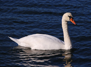 http://4.bp.blogspot.com/_4uMxGmqBW_Q/St2WDGWkRZI/AAAAAAAAEA0/nEfT8Zd_RR8/s400/Cisne2_filtered.jpg