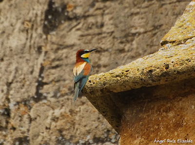 Abejaruco (Merops apiaster) Abejaruco (Merops apiaster)