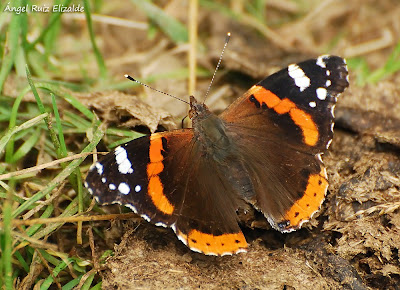 Red Admiral Red Admiral