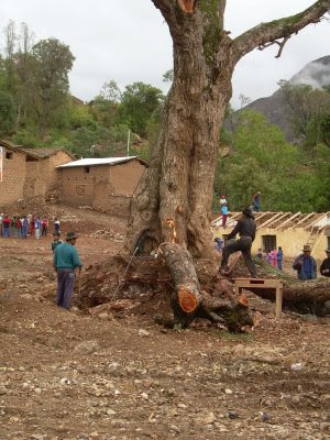 Árbol en Apongo siendo talado.
