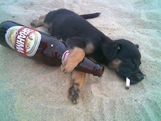 http://4.bp.blogspot.com/_4vSexq-6fj0/S6tFHz2PXtI/AAAAAAAAGFg/Kp1cRo-9aTA/s400/cachorro-bebado-na-praia.jpg