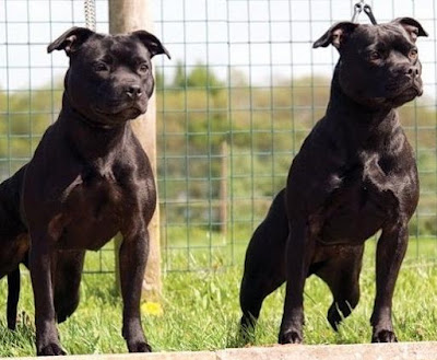 World+dog+breeds+photos