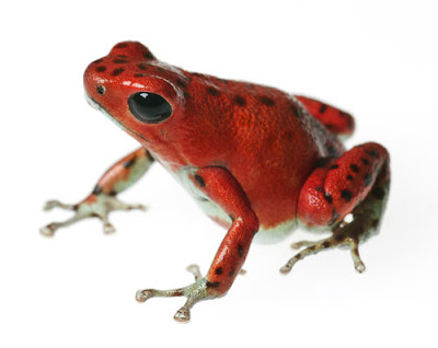 poisonous dart frog, poison frog, poisonous frog, wild frog, colorful frog, dartfrog, poison arrow frog, blue frog, animal love, in love of animal, animal news animals in news, endangered animals, dangerous animals in wild, information about animals
