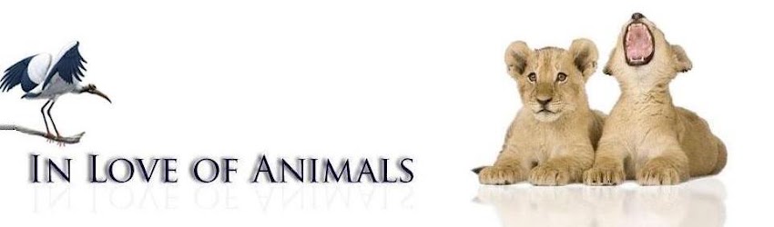 In Love of Animals