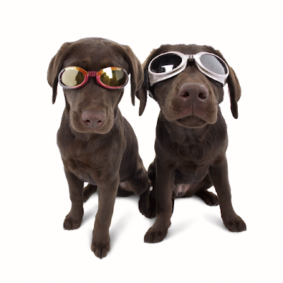 Dogs color vision has been a