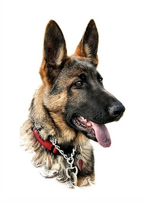 Dog+breeds+in+india+name