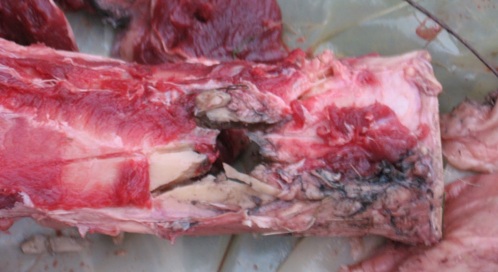 [Entrance+wound+cropped.JPG]