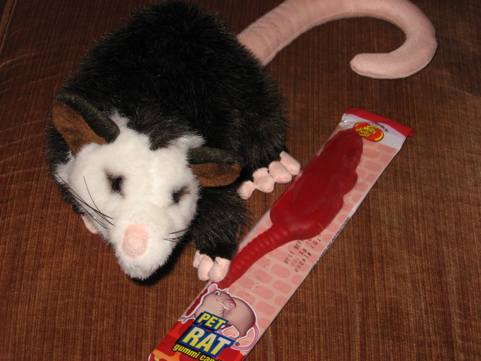 [possum+rat.JPG]