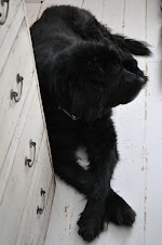 BIG BLACK DOG, OH MY