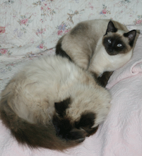 Accidental Matching Kitties