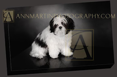 furry puppy dog picture
