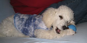 Sunday  April 19, 2009  Puegeot our little Guy