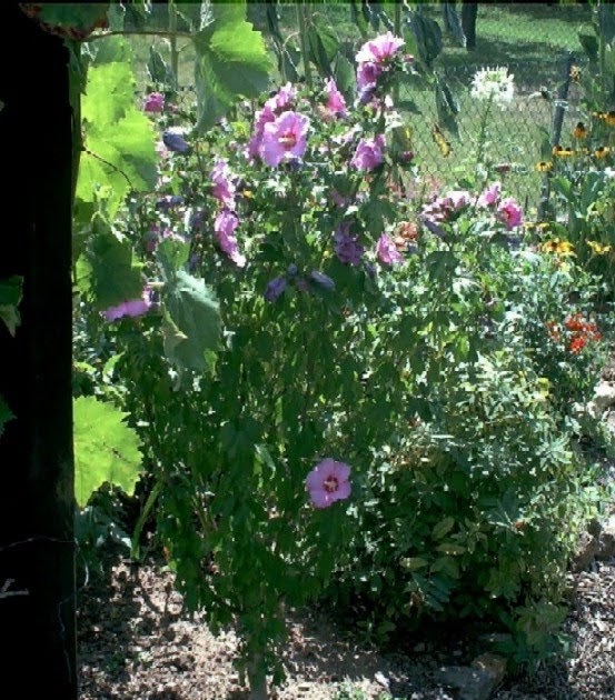Gartenanders Hibiskus Empfehlenswert und man kann das ganze Jahr