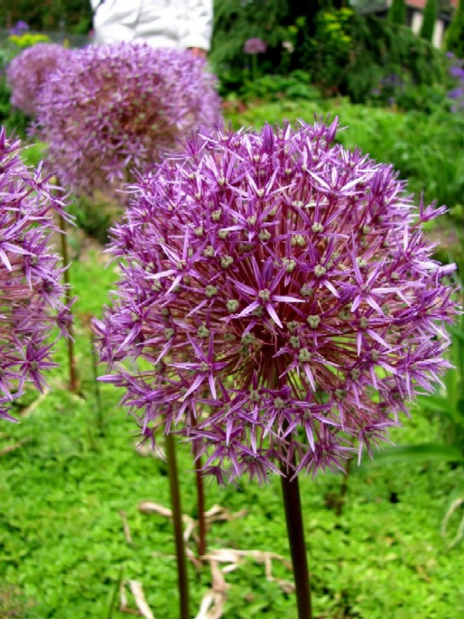 Gartenanders Allium als Wald
